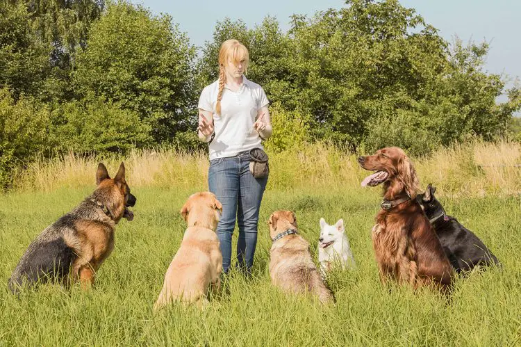 The Seven Steps Of Obedience Training