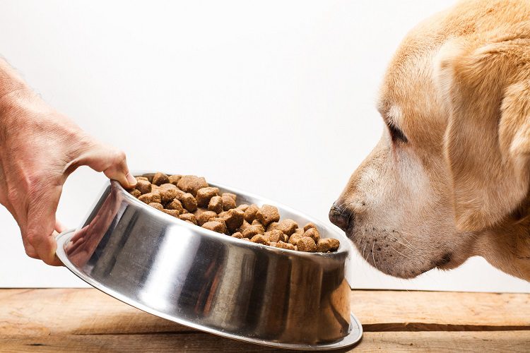 Dogs Whose Protein Intake Should Be Monitored