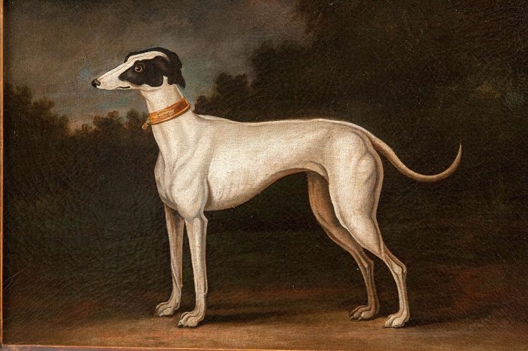 Louis XI’s Greyhound Had a Collar Embellished with 20 Pearls and 11 Rubies