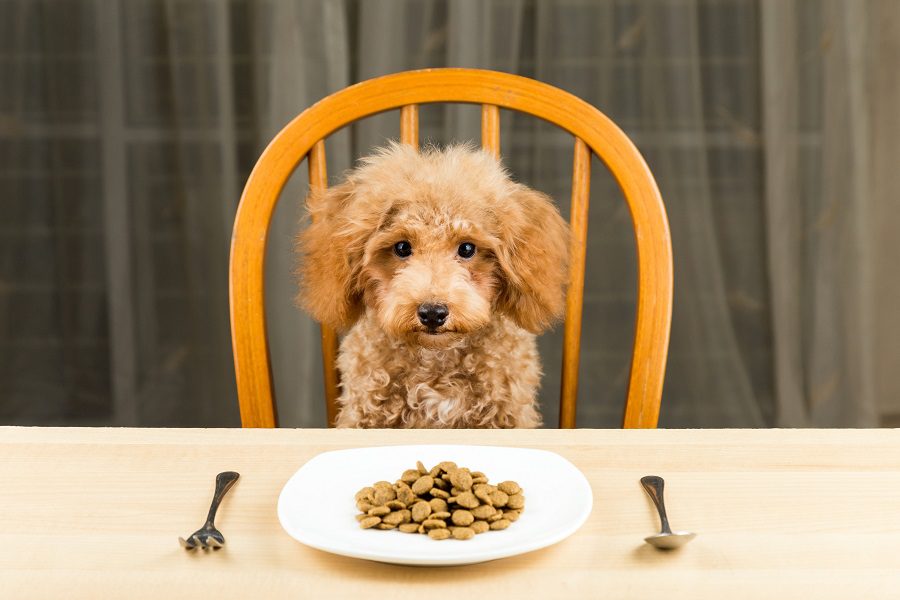 How To Choose Food For Small Dogs