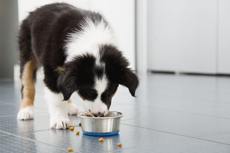 Dogs That You Should Provide A Protein Rich Diet To