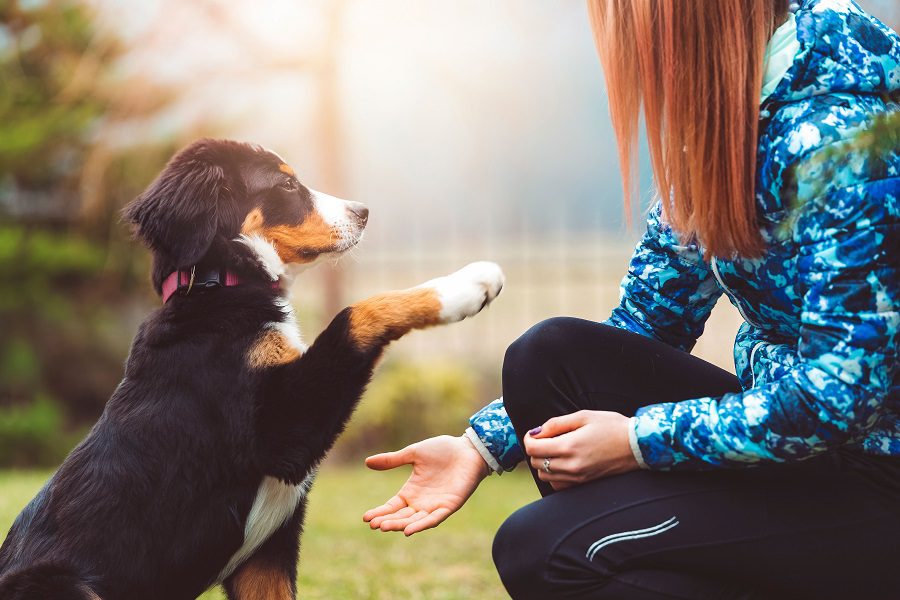 Online Dog Training: Does It Work And Can It Help You?