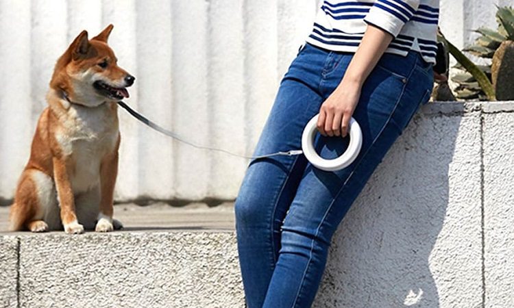 dog training leash types