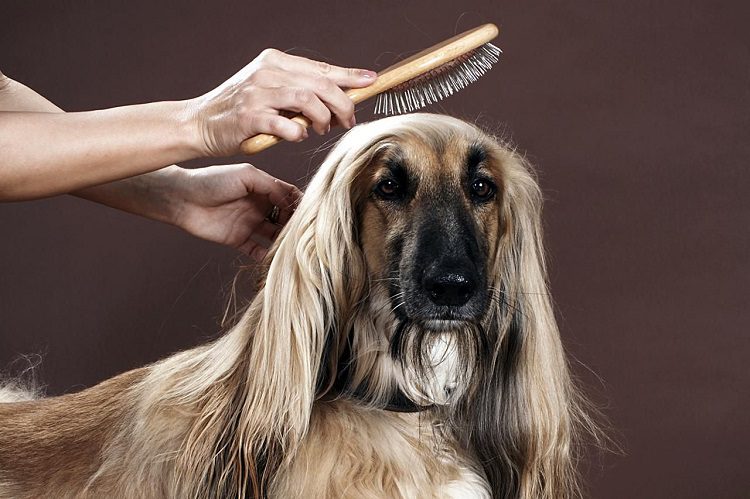 Job Prospects & Mobile Pet Grooming Business Plan