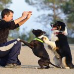 15 Dog Training Commands Your Dog Should Know