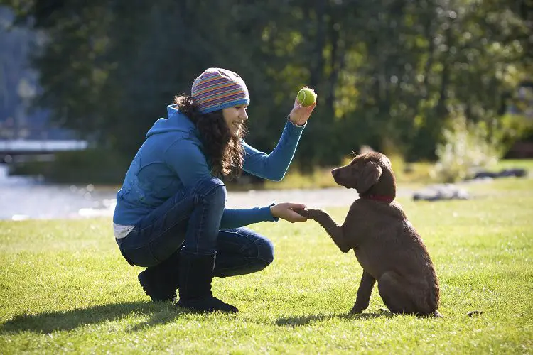 Why You Need A Dog Training Guide