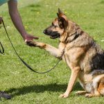 10 Essential Dog Training Tools