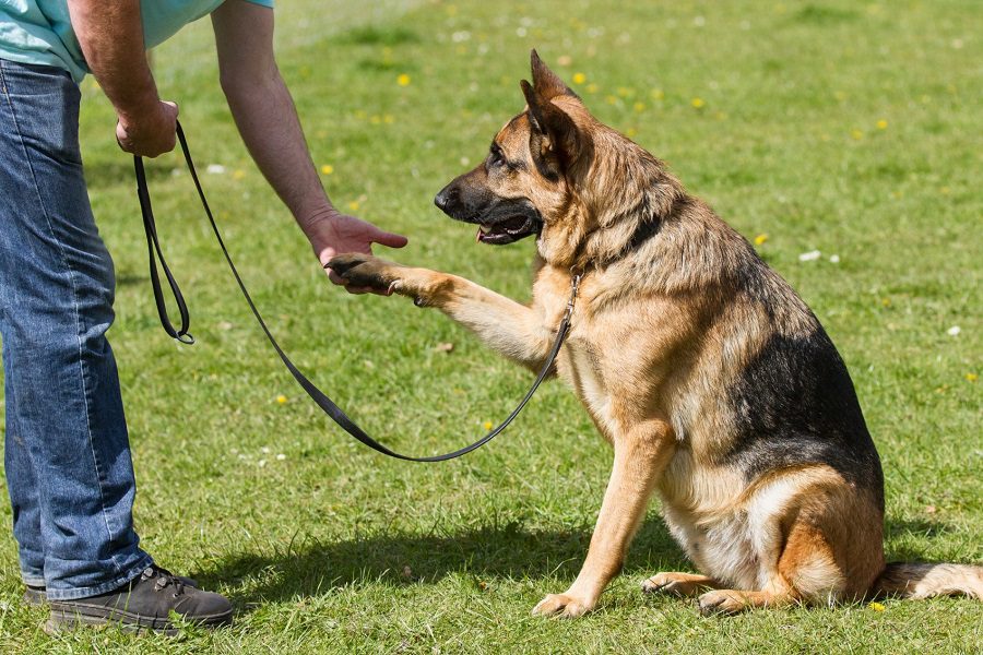 10 Essential Dog Training Tools