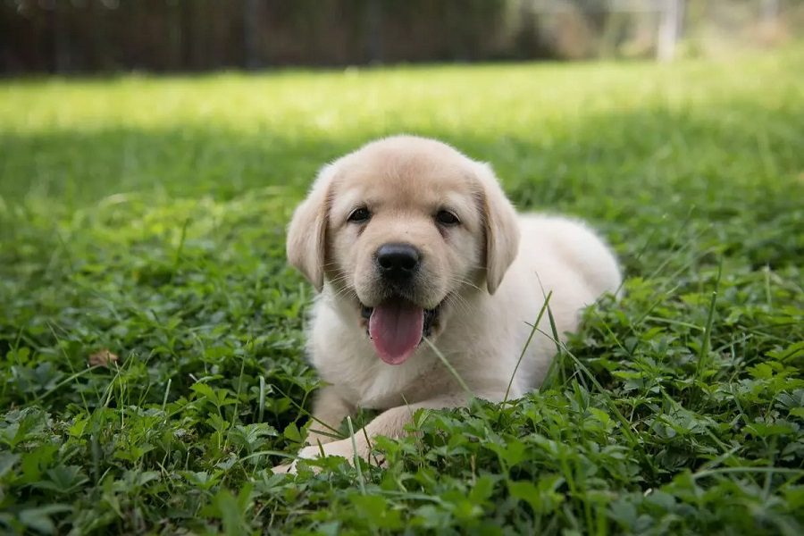 Your Complete Guide to 6 Week Old Puppy Care