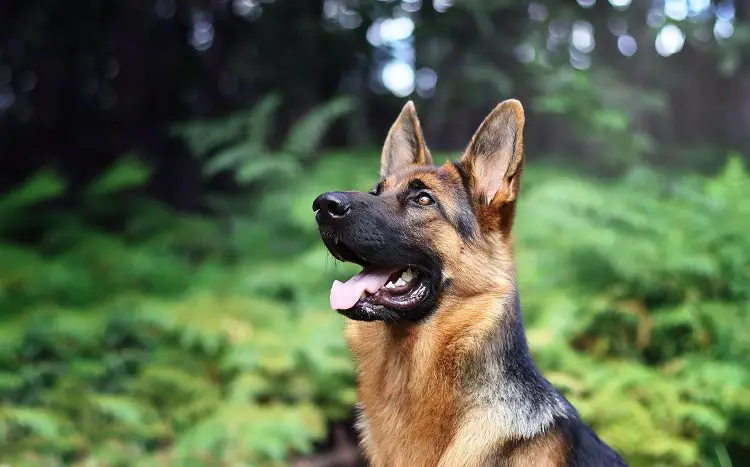 Common Characteristics of the German Shepherd