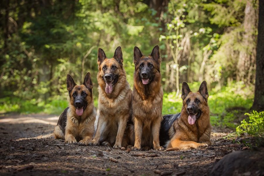 About the German Shepherd
