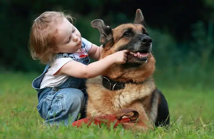 Temperament of the German Shepherd