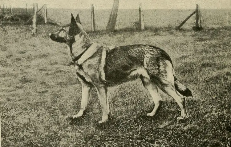 Quick German Shephard History