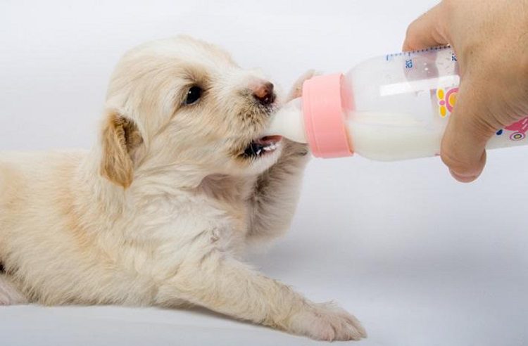 Feeding Your Puppy