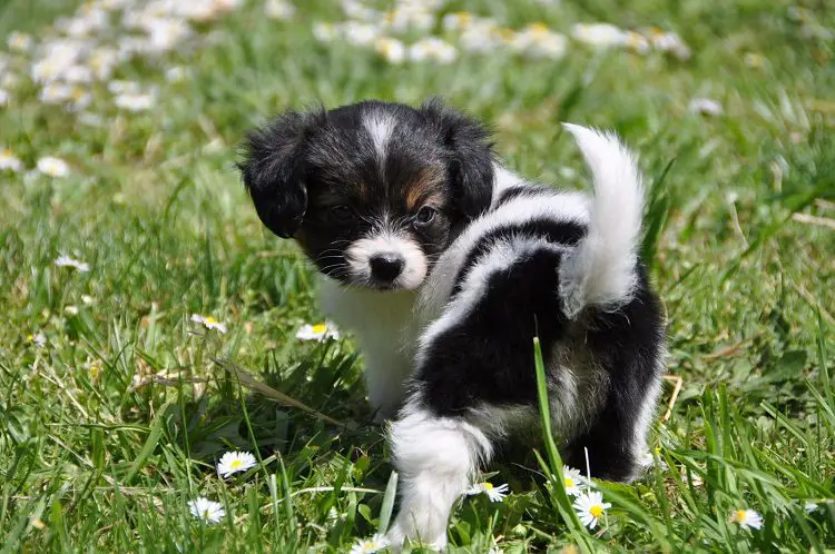 The Right Way to Potty Train a 6 Week Old Puppy