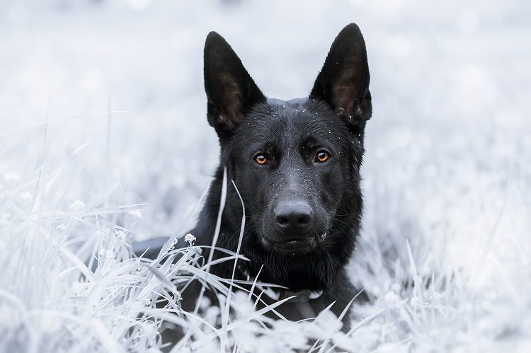 Quick Facts About Black German Shepherds