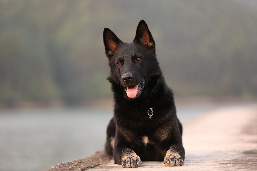 Black German Shepherd - 5 Facts That You Should Know