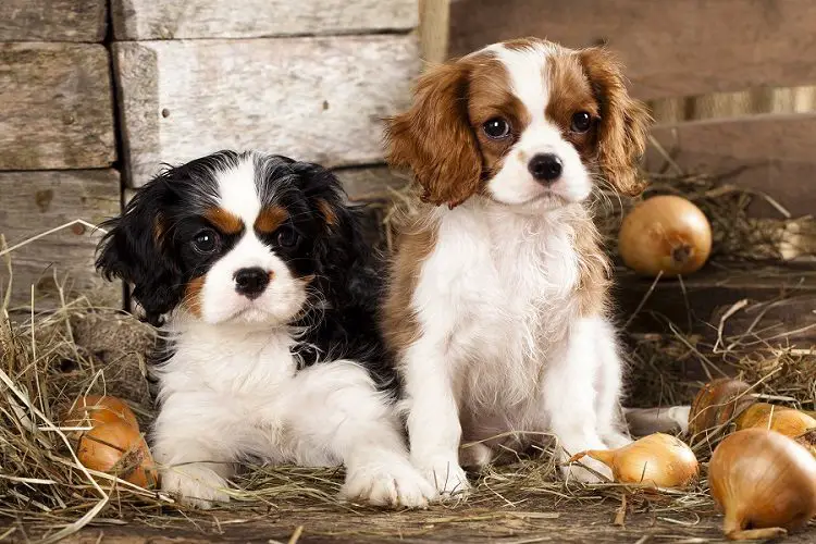 Cavalier King Charles Spaniel