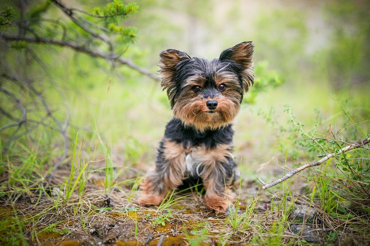Common Characteristics of the Yorkshire Terrier