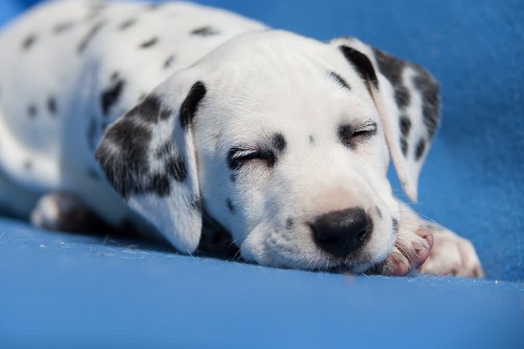 Dalmatian 
Common Health Issues