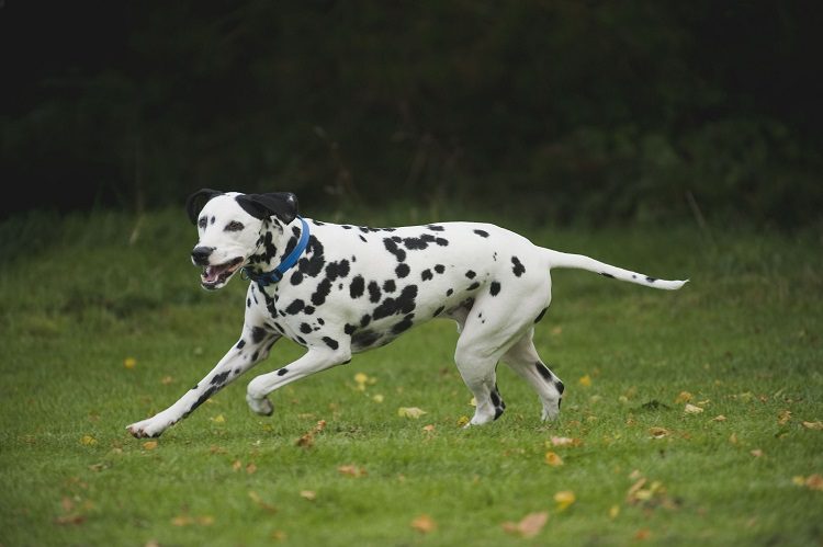 Dalmatian Basic Care Instructions