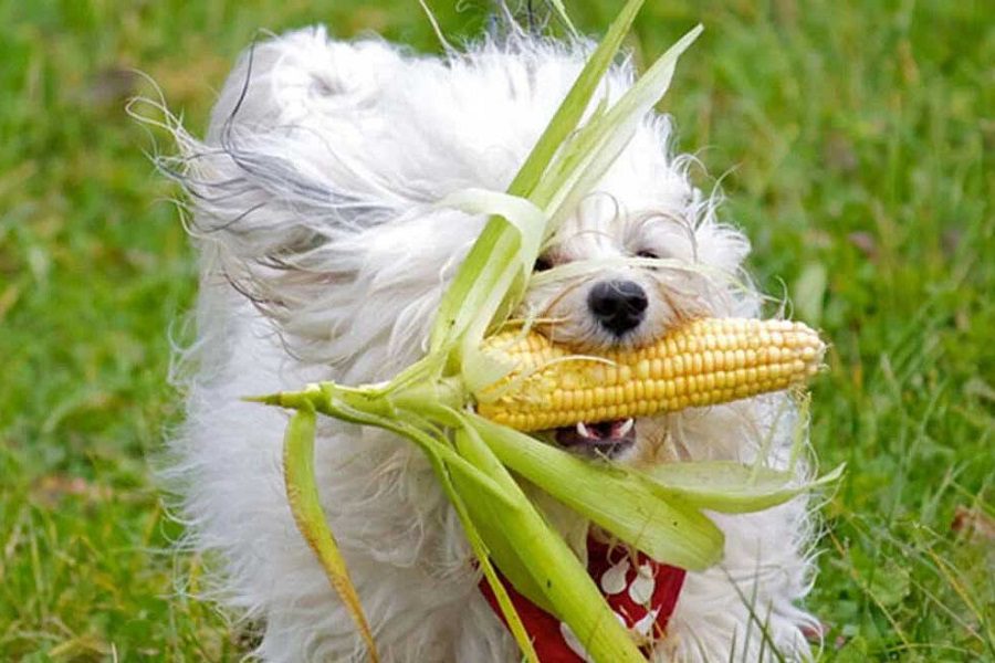 Can Dogs Eat Corn? What About Pop Corn?