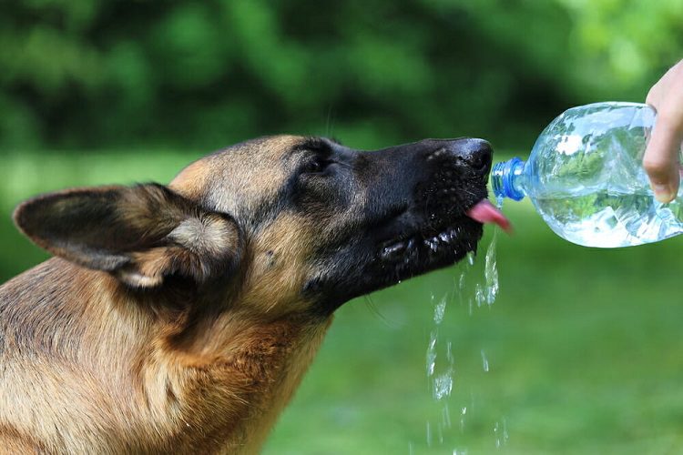 The Science Behind Excessive Thirst in Dogs