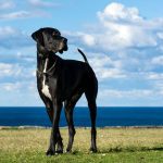 Great Dane – The Breed Guide