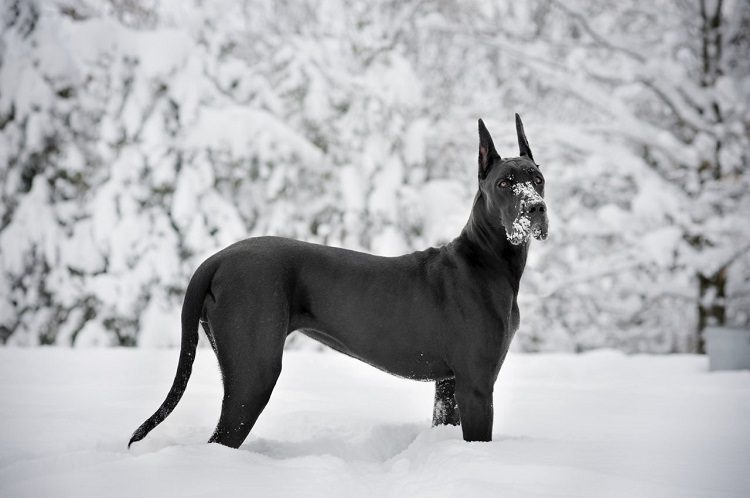 Great Dane Personality and Temperament