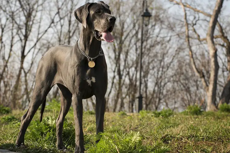 Great Dane Physical Characteristics