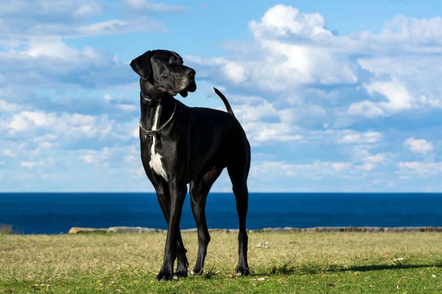 Great Dane - The Breed Guide