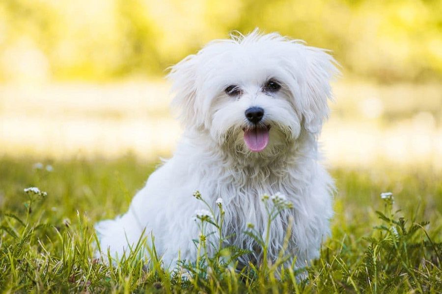 Maltese - The Breed Guide