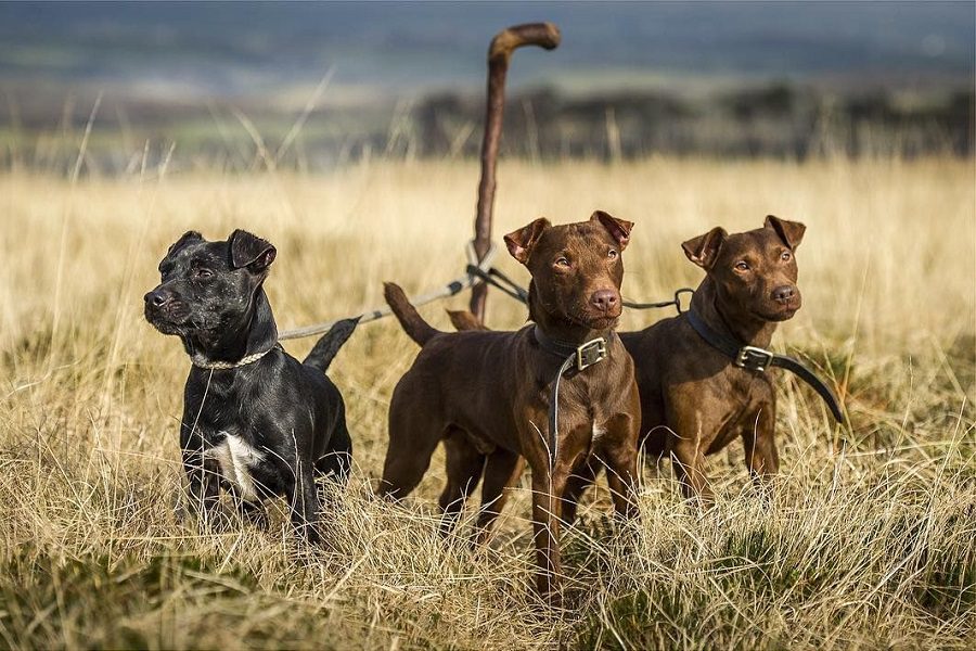 Patterdale Terrier - The Breed Guide