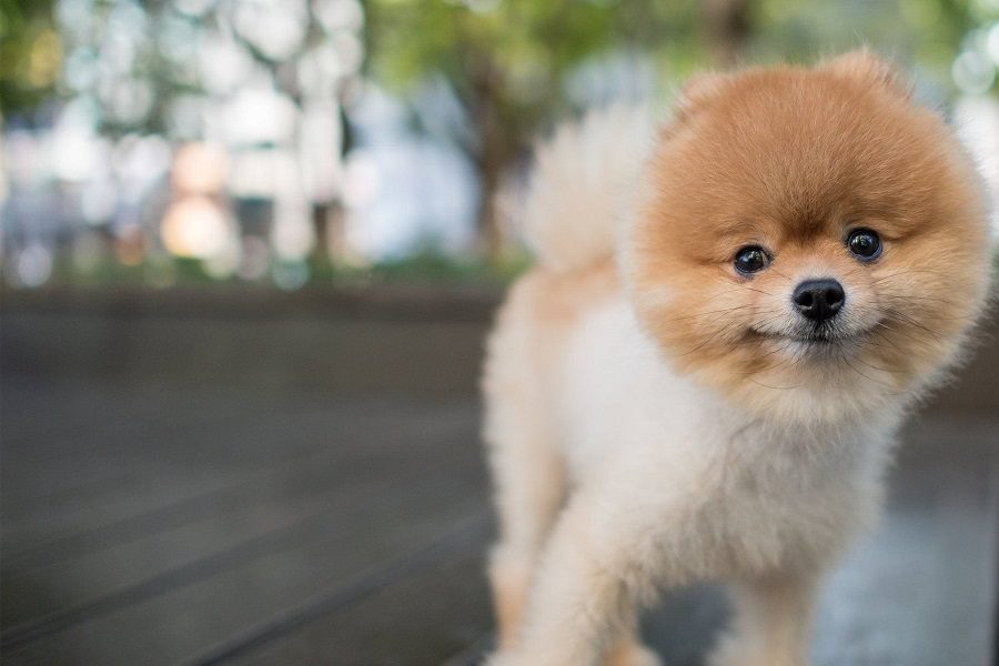 Pomeranian - The Breed Guide
