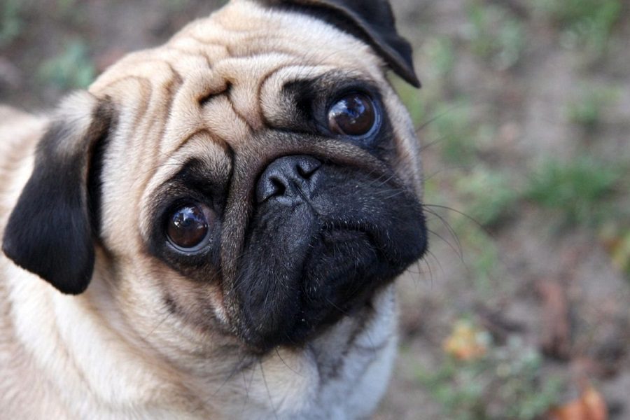 Pug - The Breed Guide