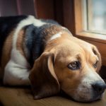 Separation Anxiety in Dogs – Causes and Solutions