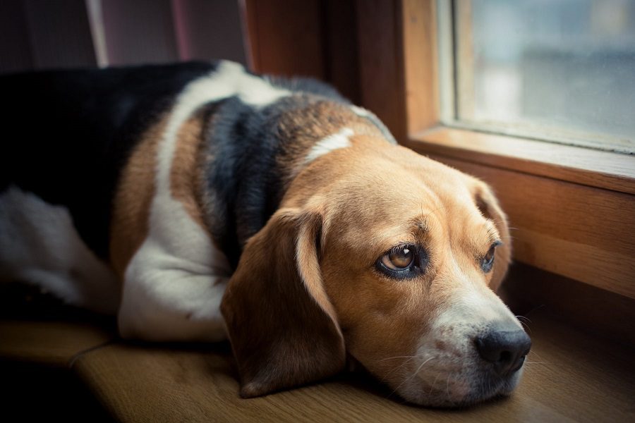 Separation Anxiety in Dogs - Causes and Solutions