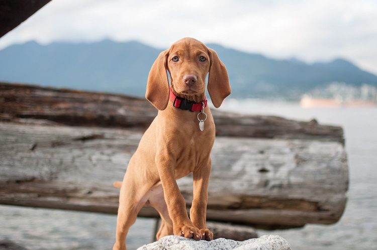 Vizsla