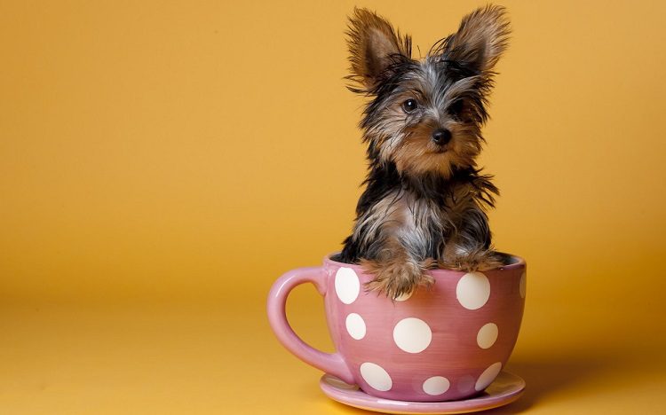 Yorkshire Terrier Size