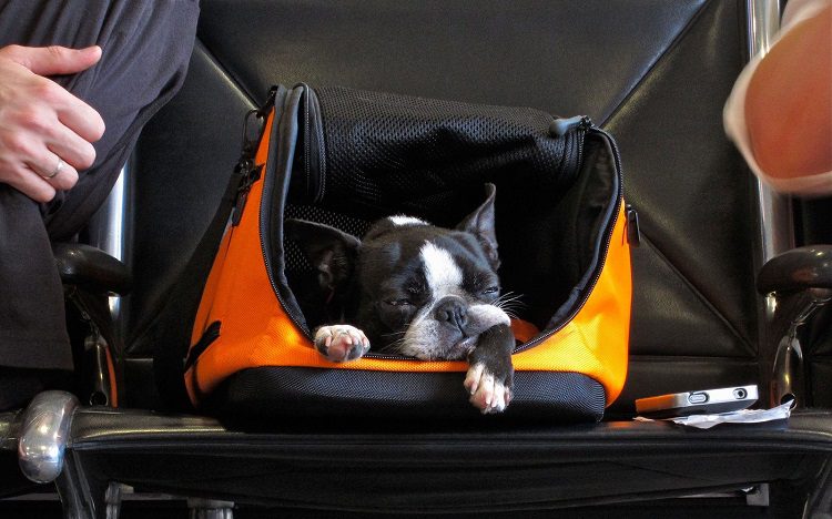 Airplane Dog Carrier
