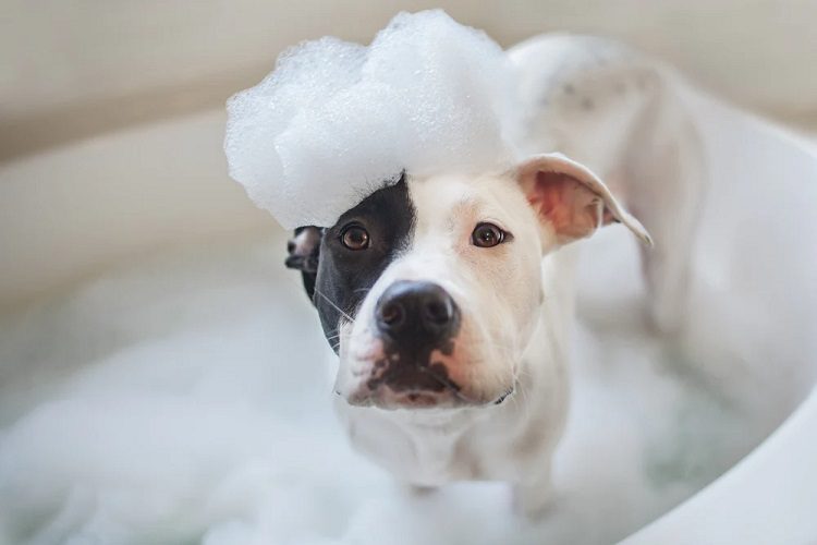 Finding the Best Dog Shampoo