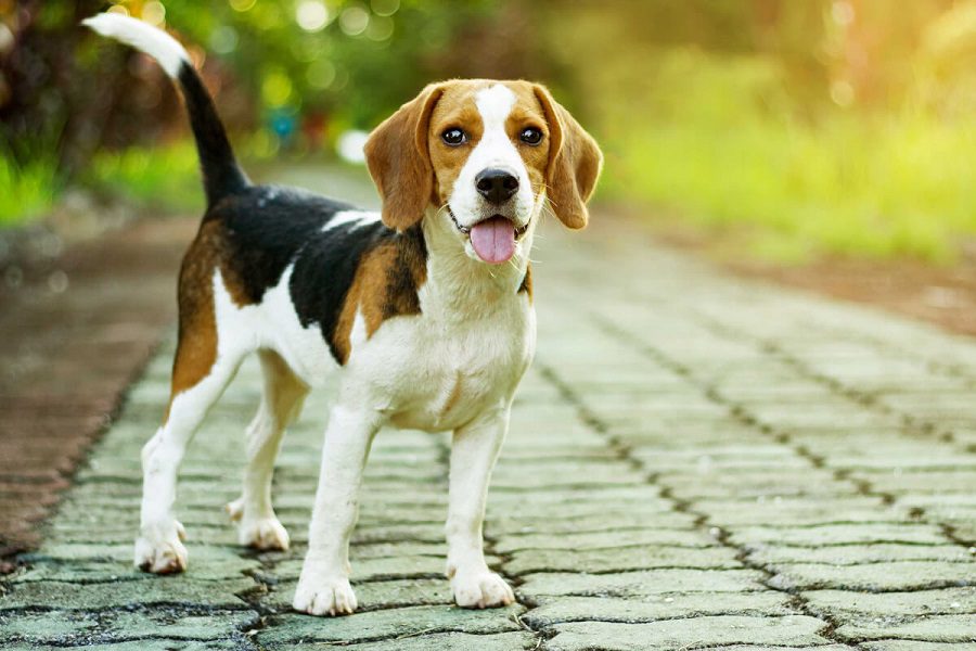 Is a Beagle the Right Dog for You?