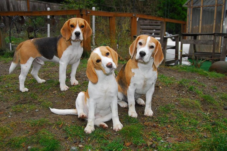 Common Characteristics of the Beagle