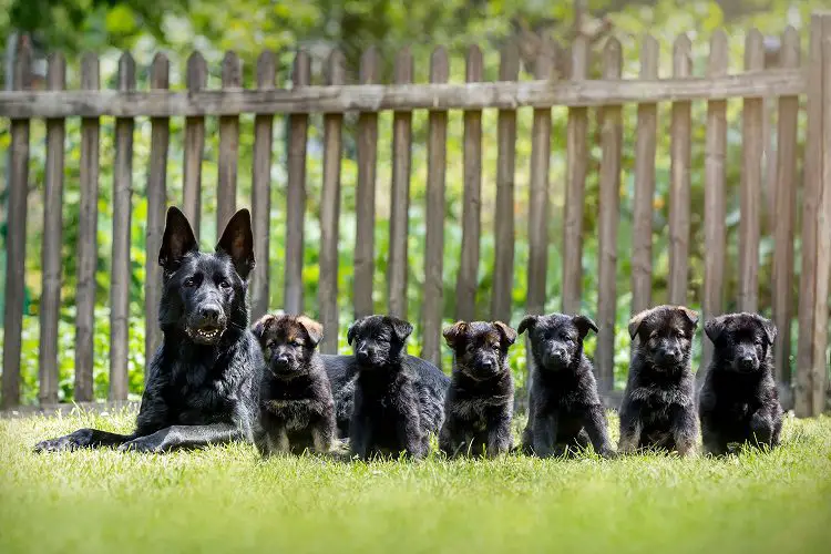 The History Of German Shepherds With Black Coats