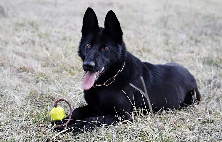 Grooming Your Black Shepherd