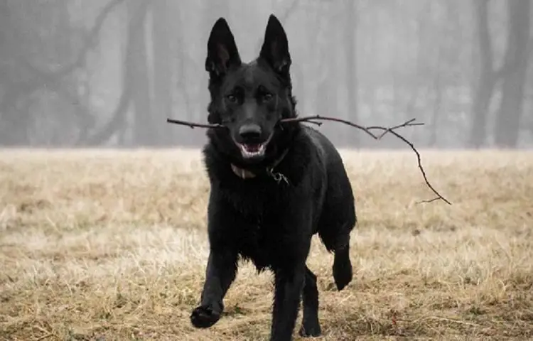 Why Do Some German Shepherds Have a Black Coat?