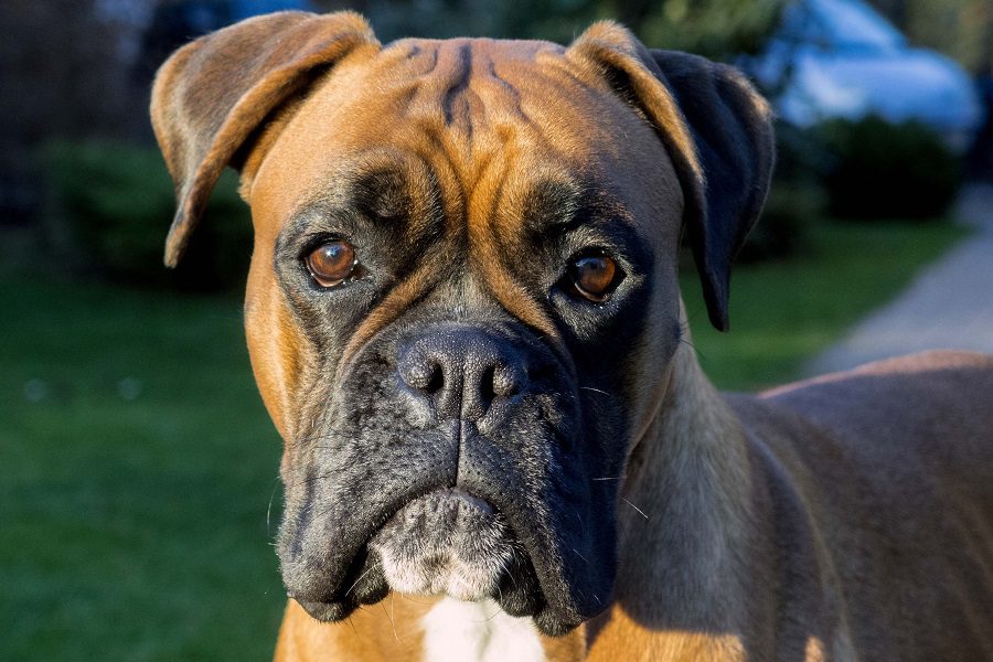 Boxer: Fun-Loving, Smart, and Active Dog Breed