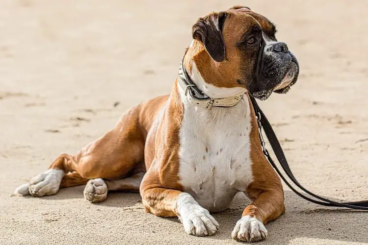 Common Characteristics of the Boxer