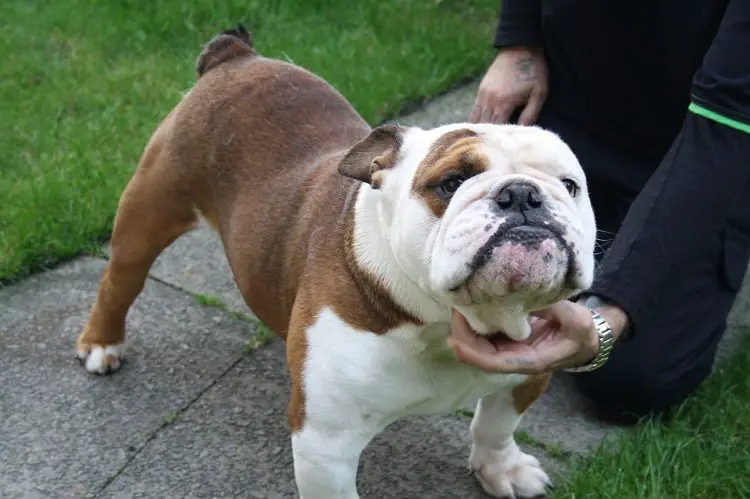 Bulldog Size