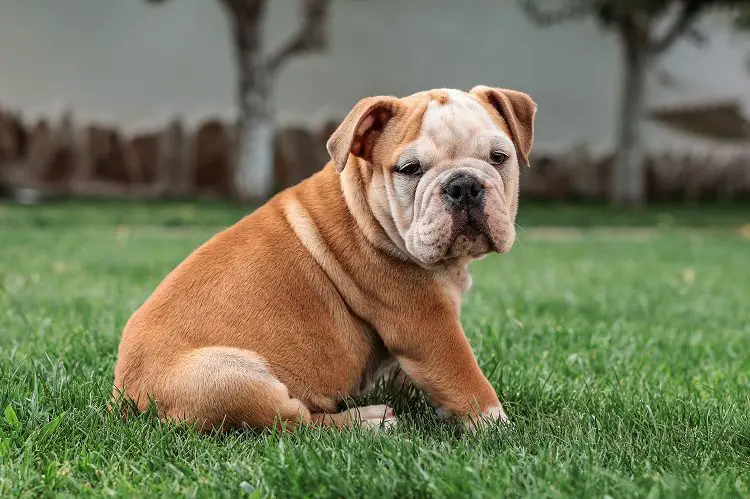 Common Characteristics of the Bulldog